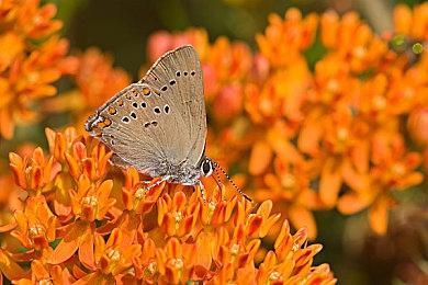 微软专用Xbox掌机暂缓开发 转向优化Win11游戏体验